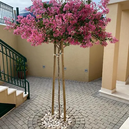 Mimoza Apartment *